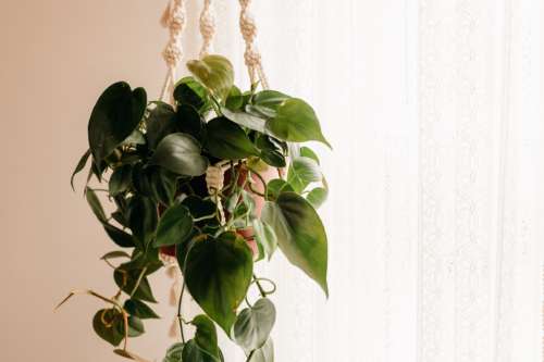 Heartleaf Philodendron plant in a terracotta pot hanging from a macrame hanger against a white lace-patterned wallpaper backdrop in a natural light photography studio