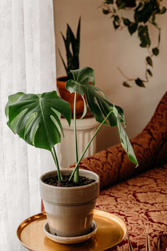 Potted Monstera plant on a gold tray reflected in an ornate gold-framed mirror, set against a backdrop of a vintage patterned sofa in a sunlit photography studio.