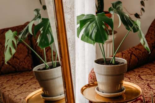 Interior view of a sunlit photography studio featuring a Monstera plant in a ceramic pot on a gold tray, reflected in a large gold-framed mirror against a neutral backdrop.