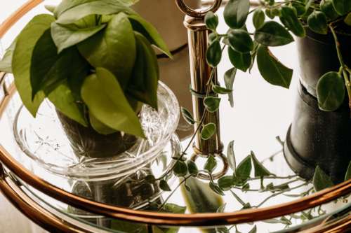 Macro view of a lush Pothos plant in a decorative glass pot, displayed on a gold tiered bar cart in a sun-drenched photography studio.