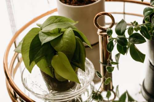 Macro view of a lush Pothos plant in a decorative glass pot, displayed on a gold tiered bar cart in a sun-drenched photography studio.