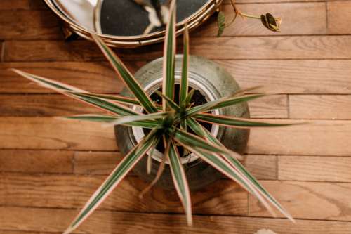 Top-down view of a Dracaena plant in a textured green ceramic pot on rustic hardwood floors in a sunlit photography studio.